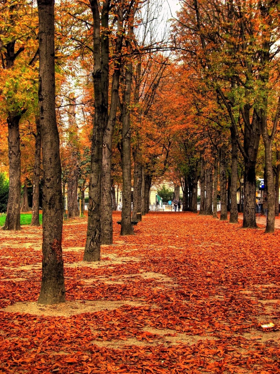 Tree-lined path covered in vibrant autumn leaves.